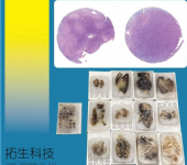 硬骨包埋切片(MMA包埋)